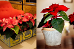 St�mningsfullt med julstj�rnor